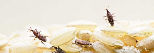 چطور شپشک برنج را برطرف کنیم؟