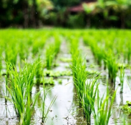 شالیزارهای ملکه