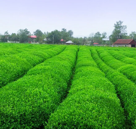 مزارع چای ملکه
