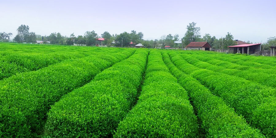 مزارع چای ملکه