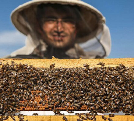 کندوهای عسل ملکه