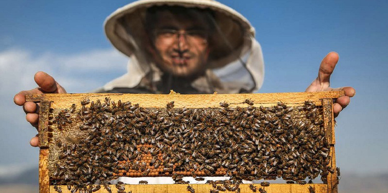 کندوهای عسل ملکه